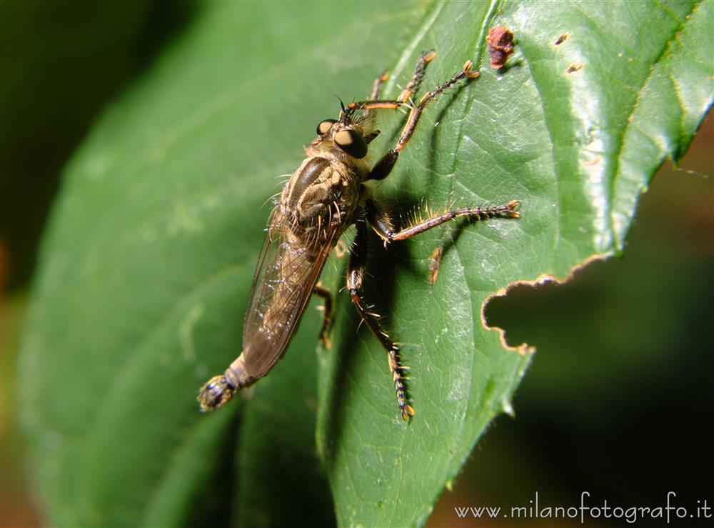 Cadrezzate (Varese, Italy) - Male robber fly of the genus Machimus, probably rusticus